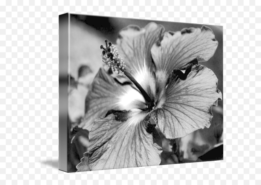 Phonograph In Black And White By David Starke - Hawaiian Hibiscus Png,Png Phonographic