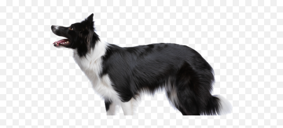 Why Dooap - Border Collie From Side Png,Icon Border Collies