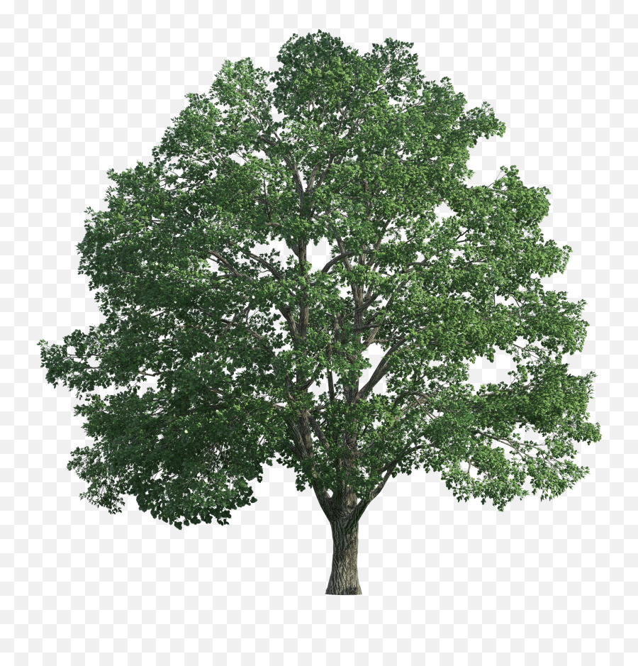 Trees Png Hd Pictures - Vhvrs Transparent Background Big Tree Png,Forest Trees Png