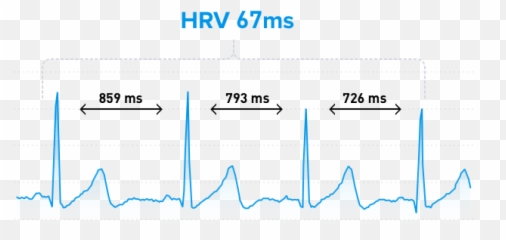 Heart Rate Variability The Ultimate Guide To Hrv Whoop - png