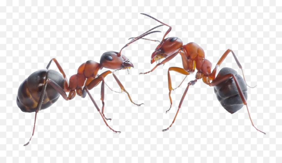 Ant Png 6 Image - Ant Png,Ant Png