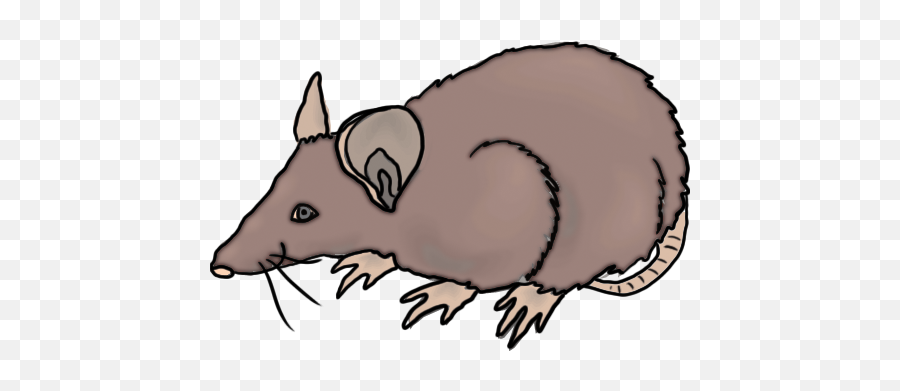 Rcpb40 Rat Clipart Png Blood Yespress - Rat Clipart,Rats Png