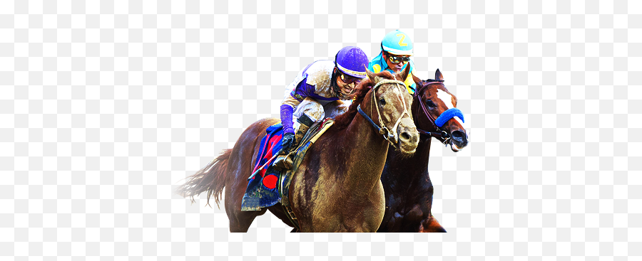 Race Horse Transparent U0026 Png Clipart Free Download - Ywd Flat Racing,Race Png