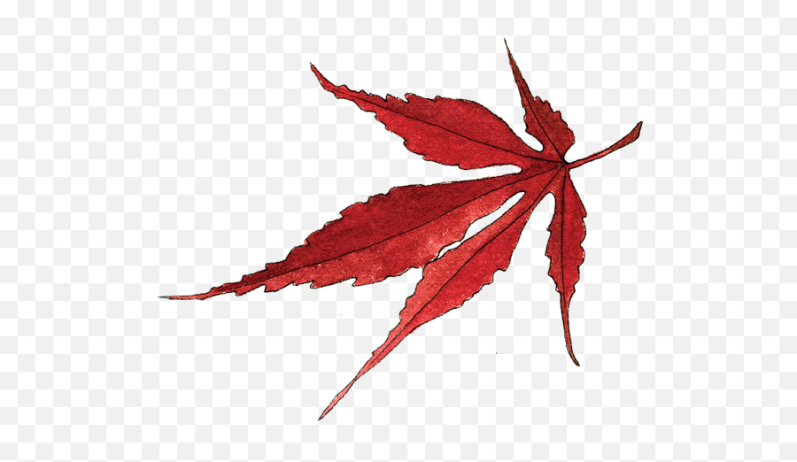 Portable Network Graphics Png Image - Transparent Japanese Maple Leaf,Japanese Maple Png