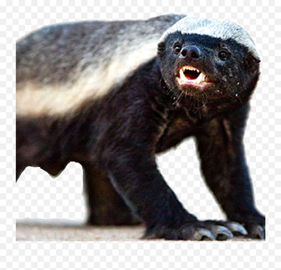 Honey Badger Png - Transparent Honey Badger Png,Badger Png