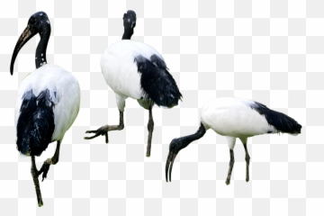Birds Png Isolated Background High - In Water