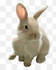 Png Images Transparent Free Download - Background Clipart Rabbit