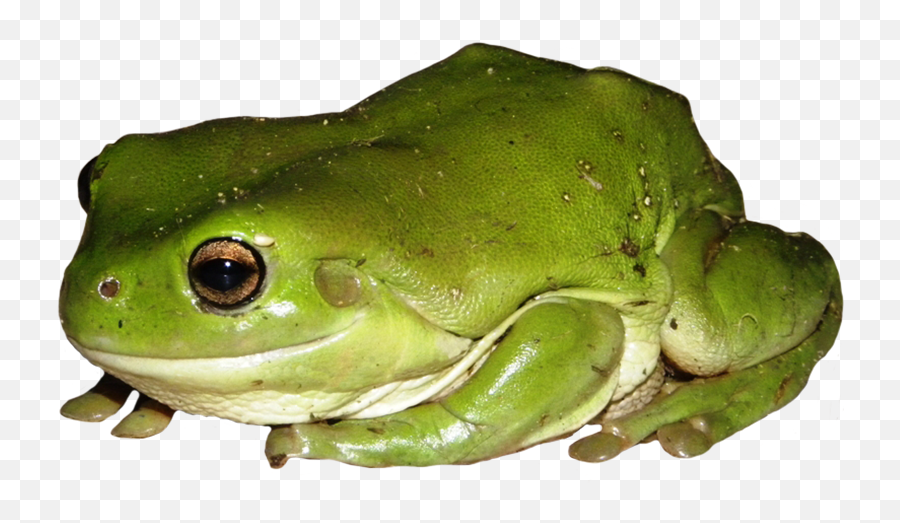 Frog Clip Art - Green Tree Frog Transparent Png,Frog Clipart Png