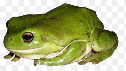 Frog Clip Art - Green Tree Frog Transparent Png,Frog Clipart Png