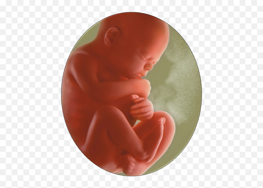 Download Hd Baby In Womb1 - 7 Month Old Fetus In The Womb 7 Month Pregnancy Png,Fetus Png