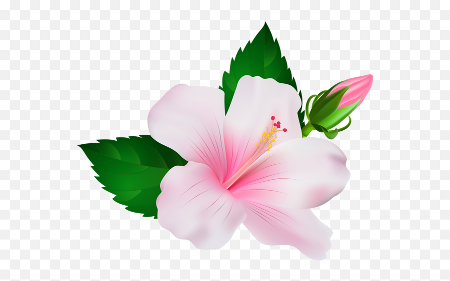 Hibiscus Png Clip Art Image Em 2020 - Hibiscus Art Png,Hibiscus Png
