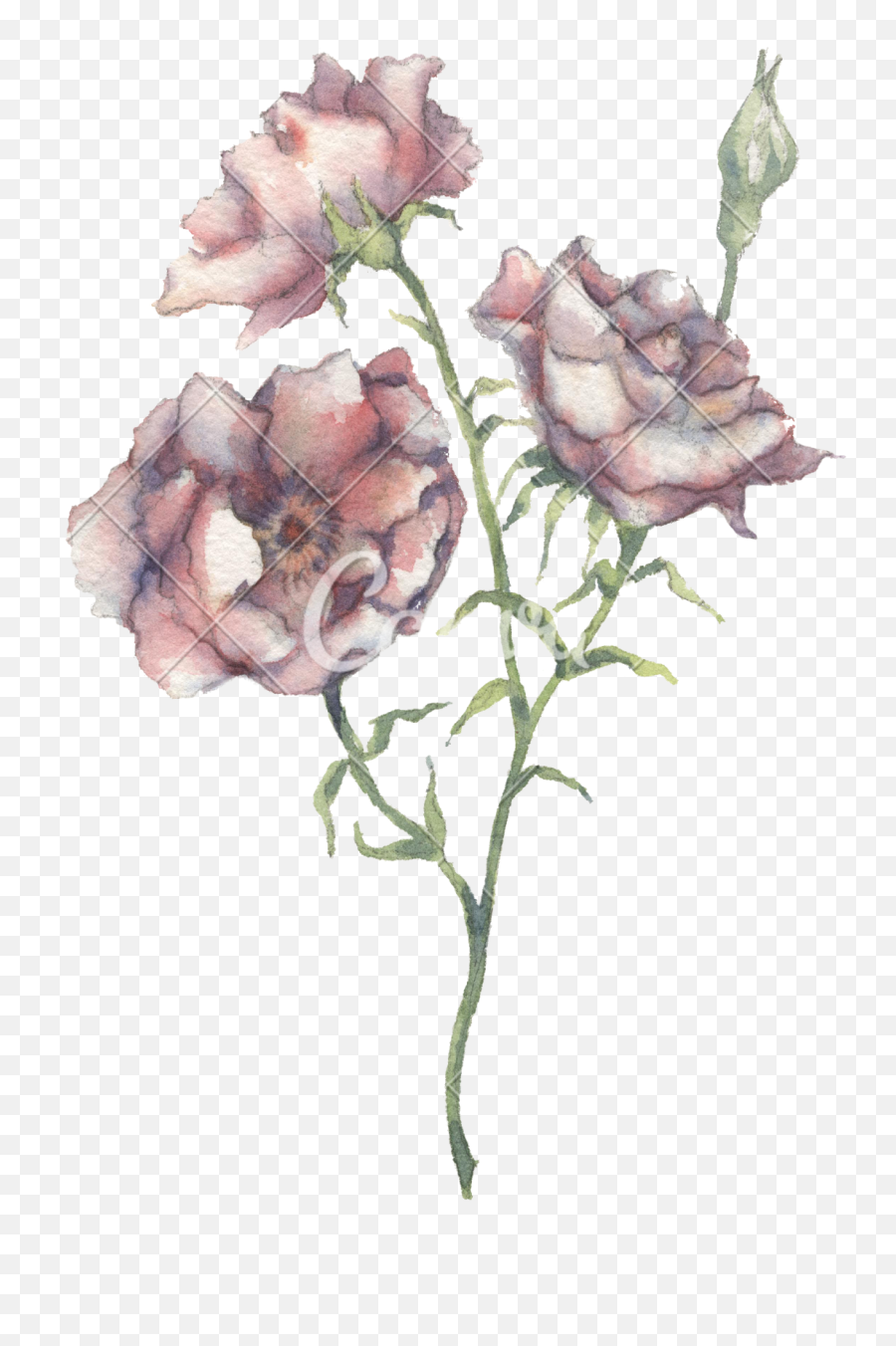 Wild Flowers Watercolor - Photos By Canva Garden Roses Png,Wild Flowers Png