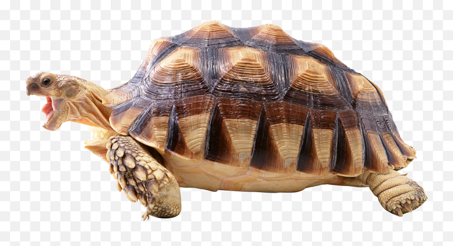 Turtle Png Images Free Download - High Resolution Tortoise Images Hd,Tortoise Png