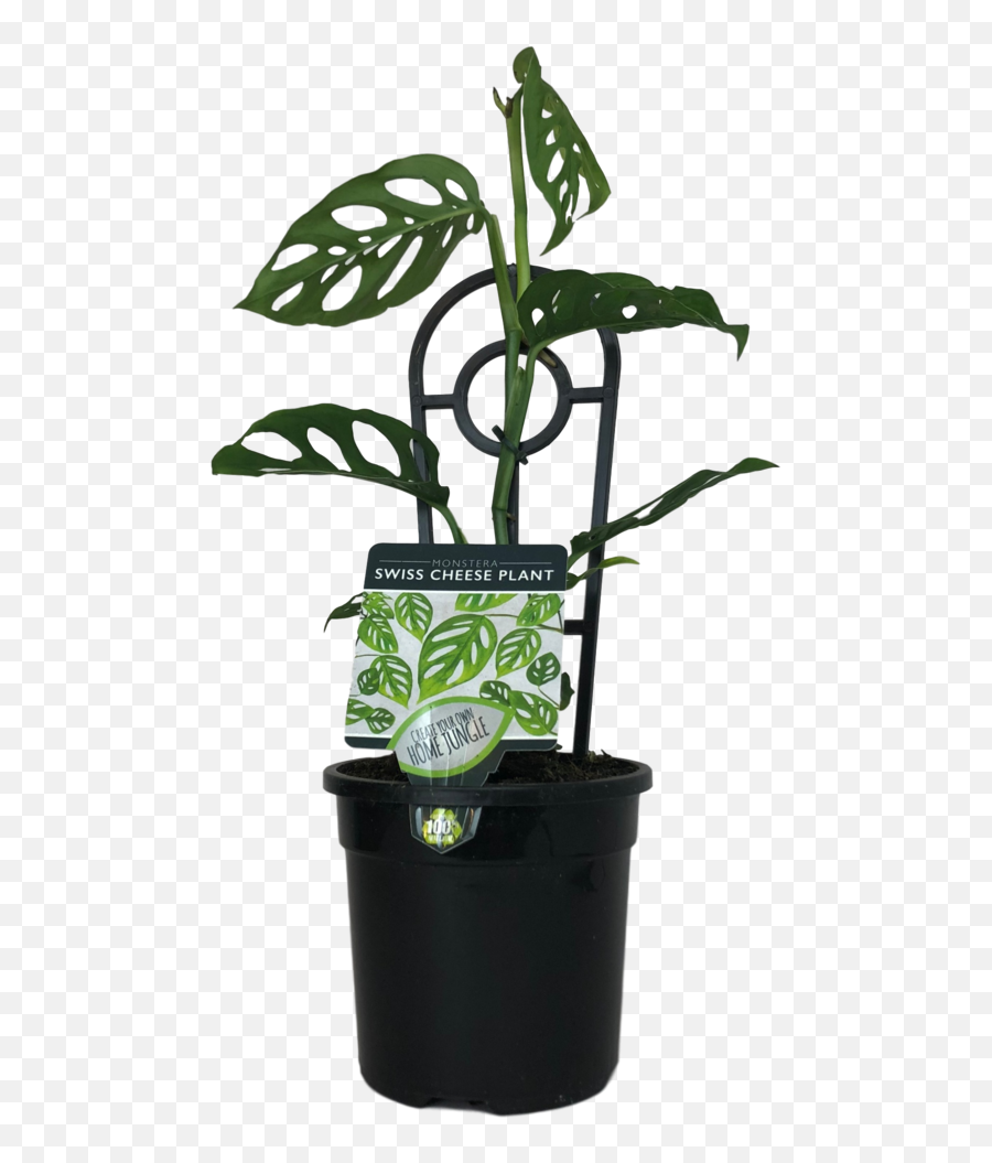 Monstera Adansonii - Swiss Cheese U2014 Heyneu0027s Garden Centre Houseplant Png,Monstera Leaf Png