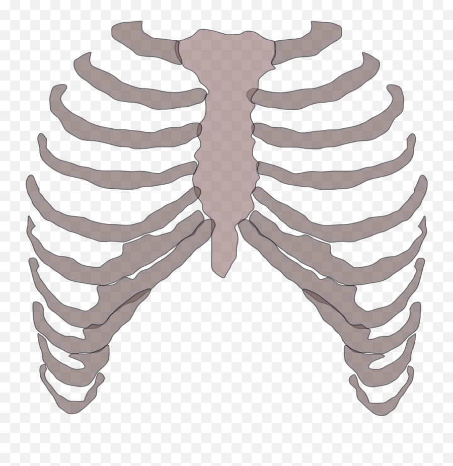 Rib Cage Png 1 Image - Rib Cage Transparent Background,Cage Transparent Background