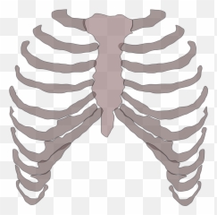 Rib Cage Png 1 Image - Cage Transparent Background