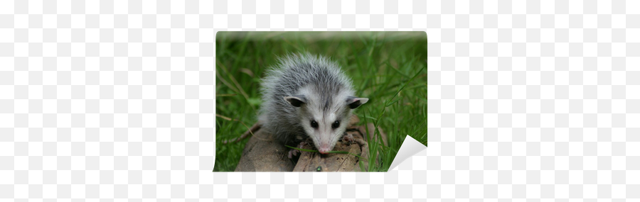 Baby Possum Wall Mural U2022 Pixers We Live To Change - Common Opossum Png,Opossum Png