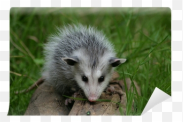 Baby Possum Wall Mural U2022 Pixers We Live To Change - Common Opossum Png,Opossum Png