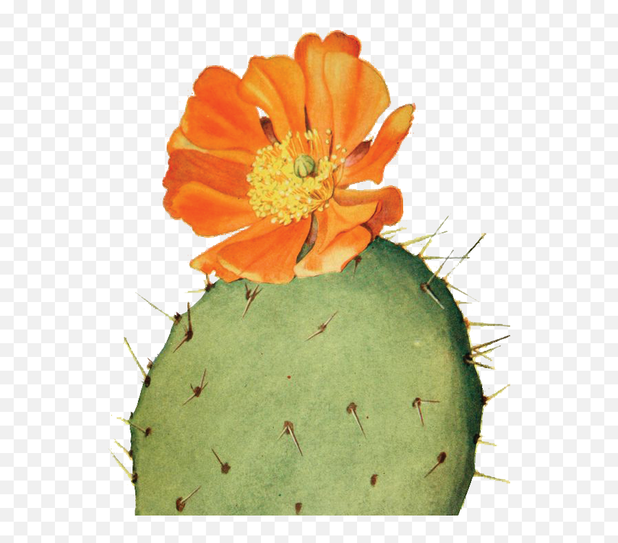 Digital Collaging U2014 Portfolio Of Aaron Matsuda - Botanical Illustration Cactus Flower Png,Cactus Png