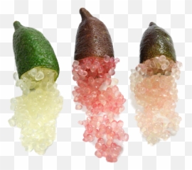 Download Caviar Lime Png - Finger Limes,Limes Png