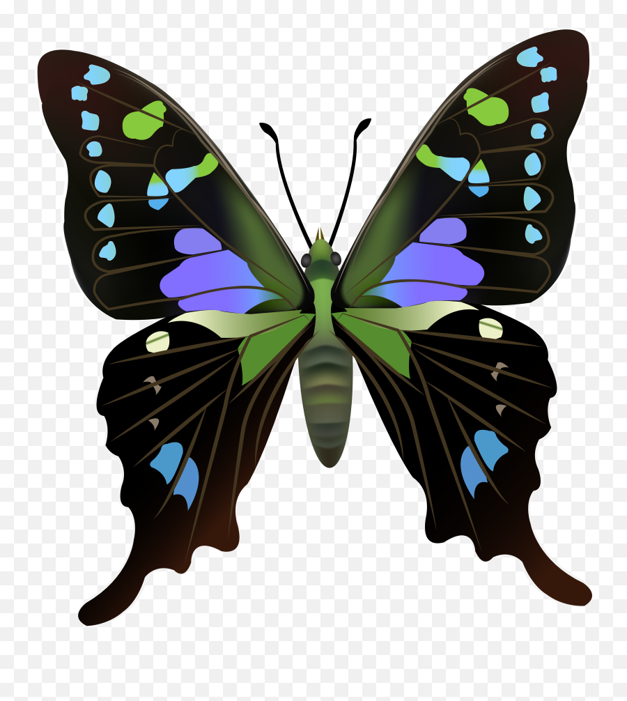 Download Free Png Butterfly Clip Art - Best Web Clipart,Butterfly Clipart Transparent Background