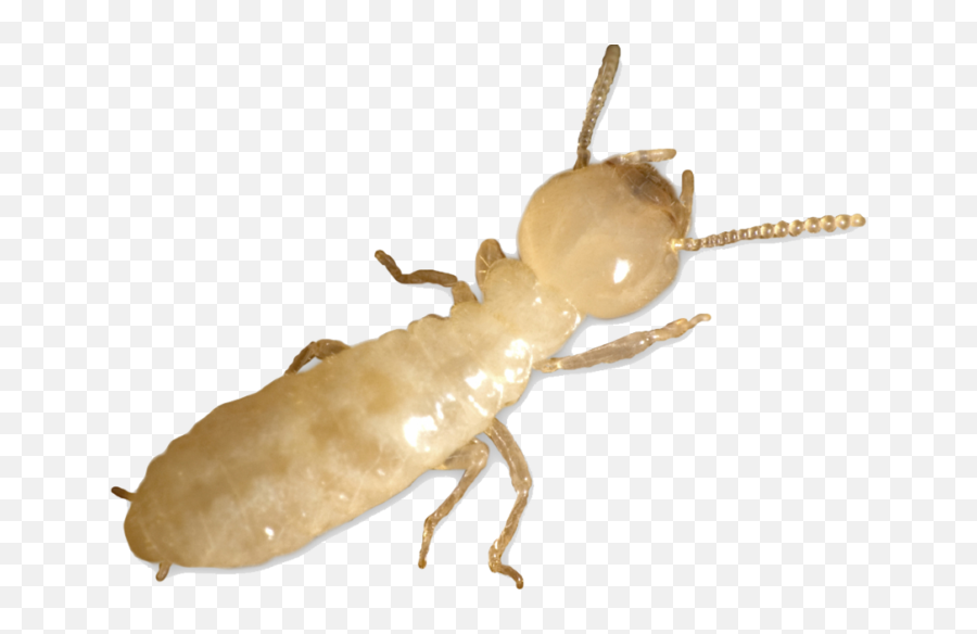 Termite Control Petri Pest Services - Eastern Subterranean Termite Worker Png,Termite Png