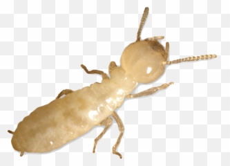 Termite Control Petri Pest Services - Eastern Subterranean Termite Worker Png,Termite Png