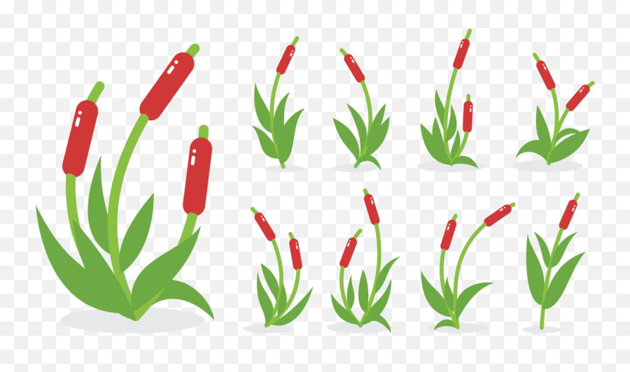 Cattails Icons Vector - Download Free Vectors Clipart Cattail Png,Plant Vector Png