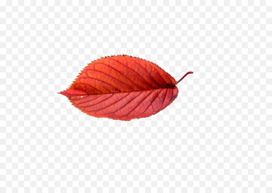 Canvas Print Png Autumn Leaves - Transparent Fall Leaves,Autumn Leaves Transparent