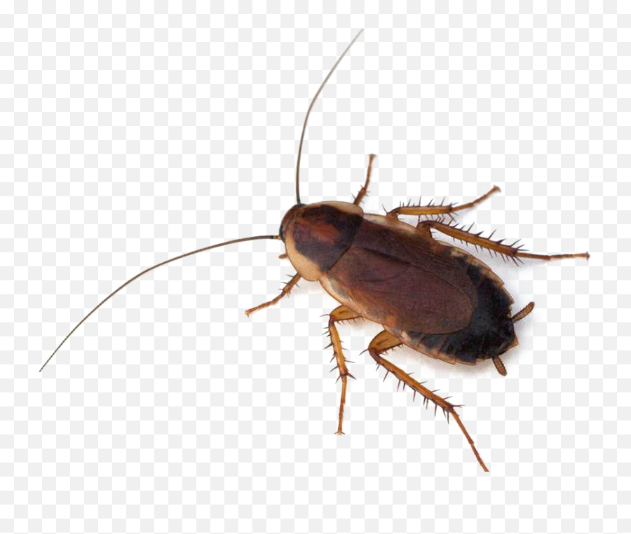 Cockroach Png Photo - Live Cockroach,Cockroach Png