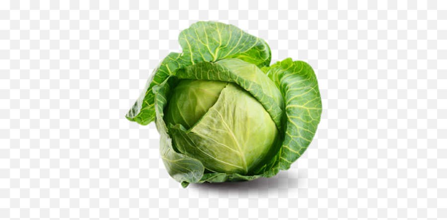 Download Free Png Cartoon Cabbage Food - Dlpngcom Cabbage Png,Cartoon Food Png