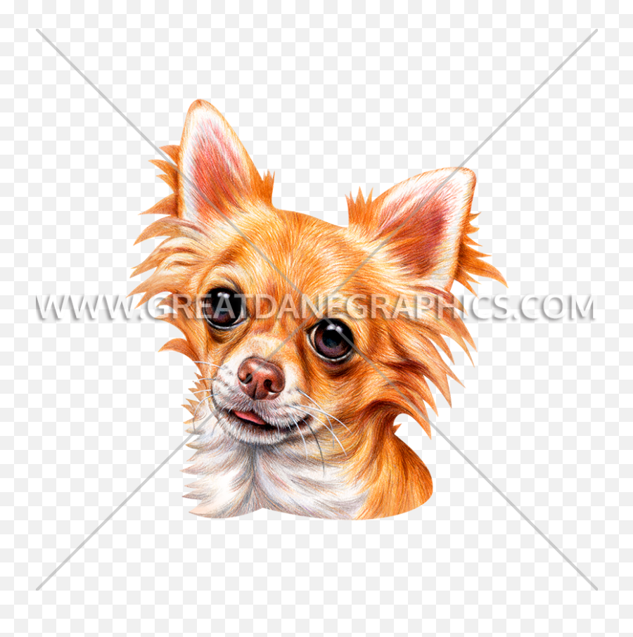 Long Haired Chihuahua Production Ready Artwork For T - Shirt Toy Group Dogs Png,Chihuahua Png