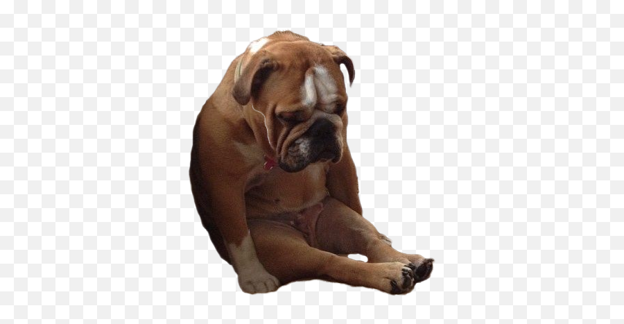 Sad Dog - Today Has Been Ruff Dog Meme Hd Png Download Fell Asleep Sitting Up,Sad Dog Png