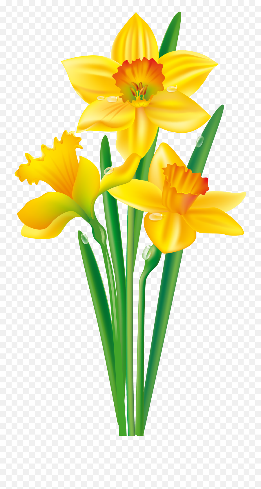 Flower Daffodil Bulb Clip Art - Clip Art Daffodil Png,Daffodil Png