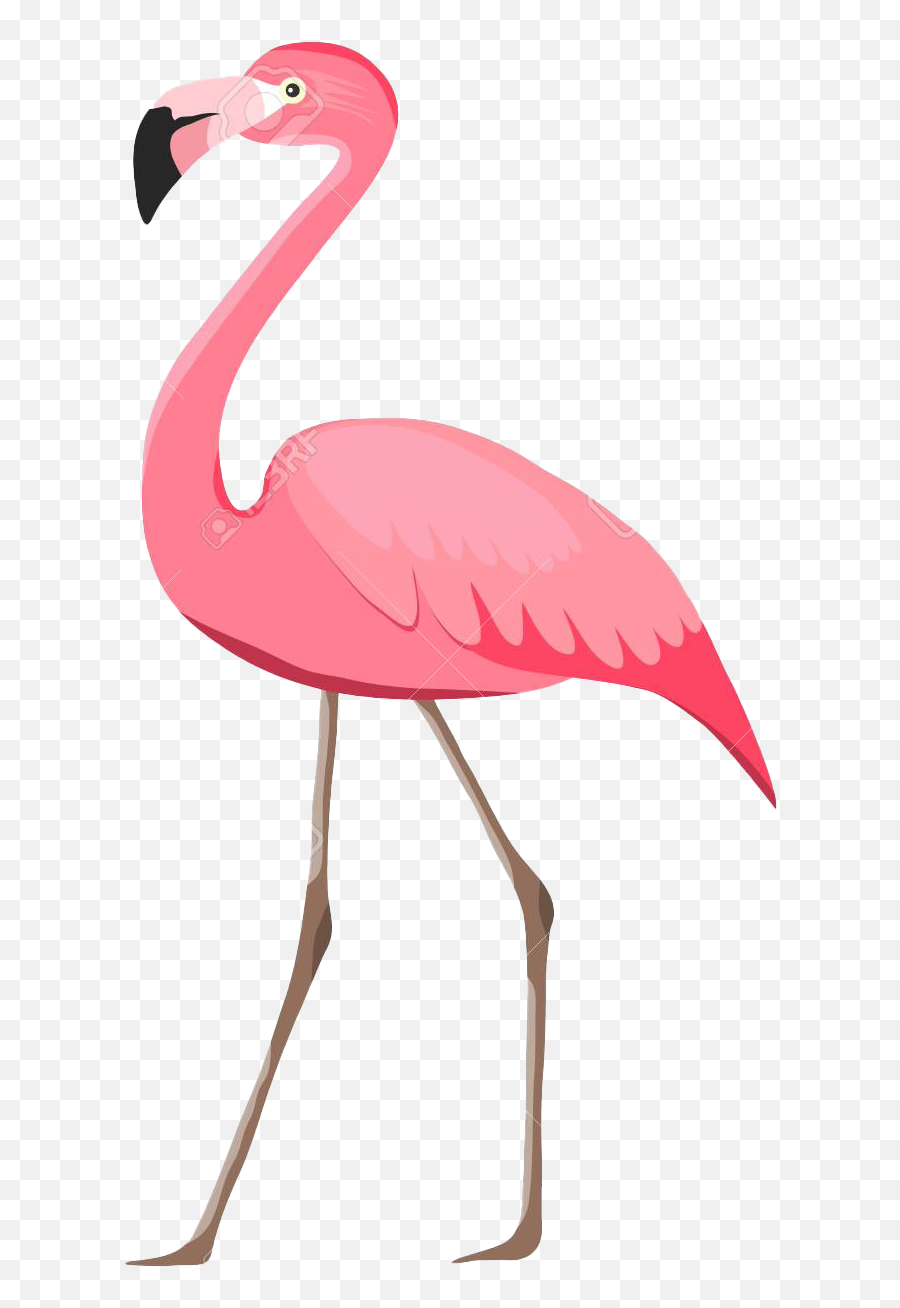 Flamingo Png Images Transparent - Flamingo Png,Flamingo Png