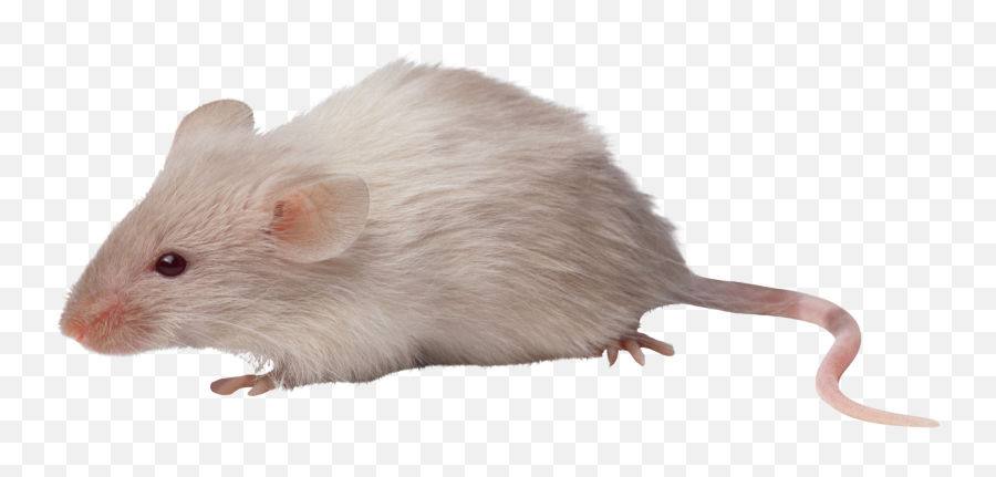 Rat Mouse Icon Clipart - Mouse Animals Png,Rodent Png