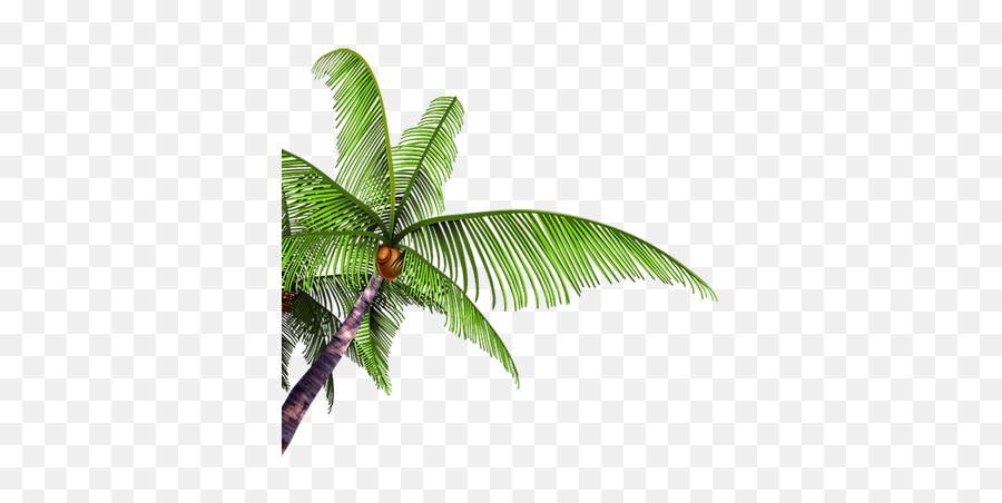Palm Tree Branch Paume Arbre Branche - Coconut Png,Palm Branch Png