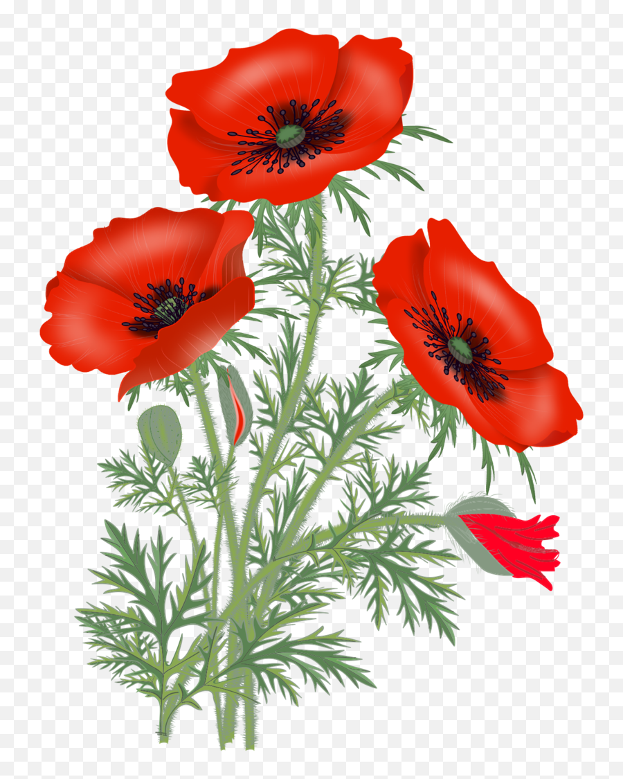Download Red Poppies Poppy Flowers Flower Pictures - Poppies Png,Poppies Png
