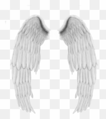 Download Hd Ali Angelo Png - Asas De Anjo Png Transparent Imagenes De Alas De Angel,Ali A Png