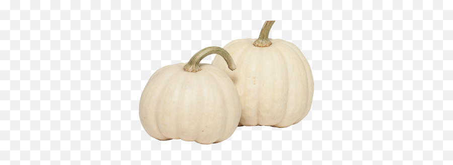 White Pumpkin Png Picture 814194 - Transparent White Pumpkin Png,Pumkin Png