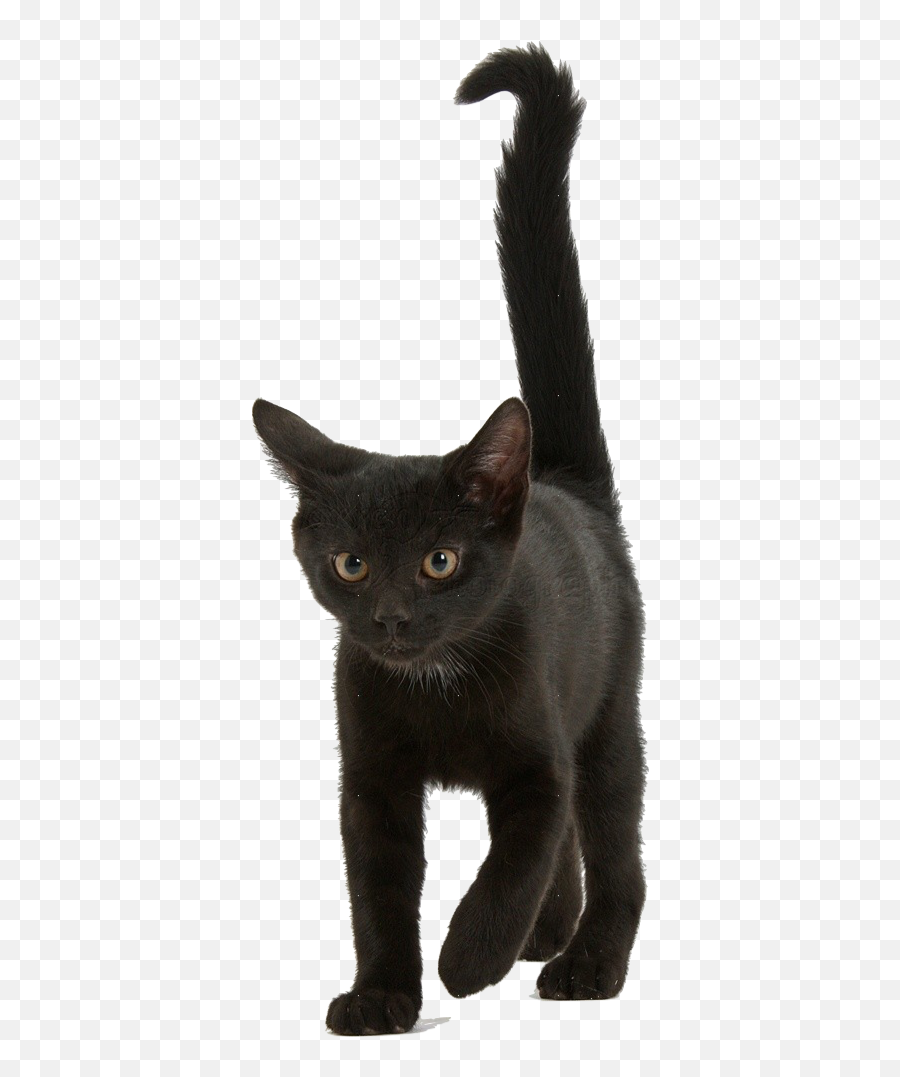 Black Kitten Transparent U0026 Png Clipart Free Download - Ywd Black Kitten Png,Black Cat Png