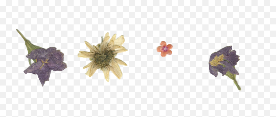 Pressed Flowers For You Darlings Happy - Pressed Dried Flower Png,Flowers Png Tumblr