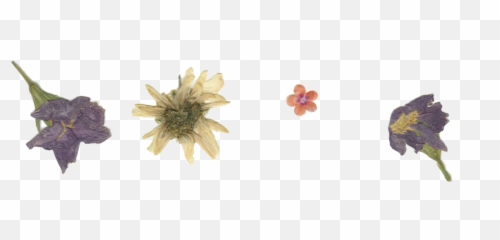 Pressed Flowers For You Darlings Happy - Dried Png
