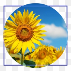 Home Cataract And Laser Center - Sun Flowers png