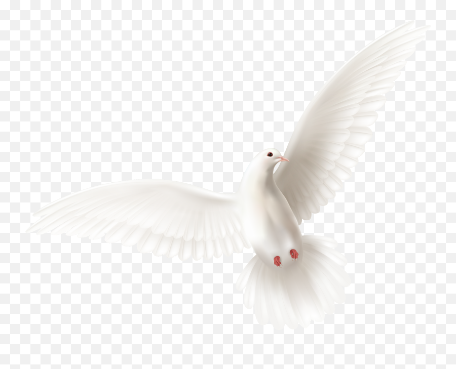 Ask Trinity House Of Power Ministries - Pigeons And Doves Png,Dove Transparent