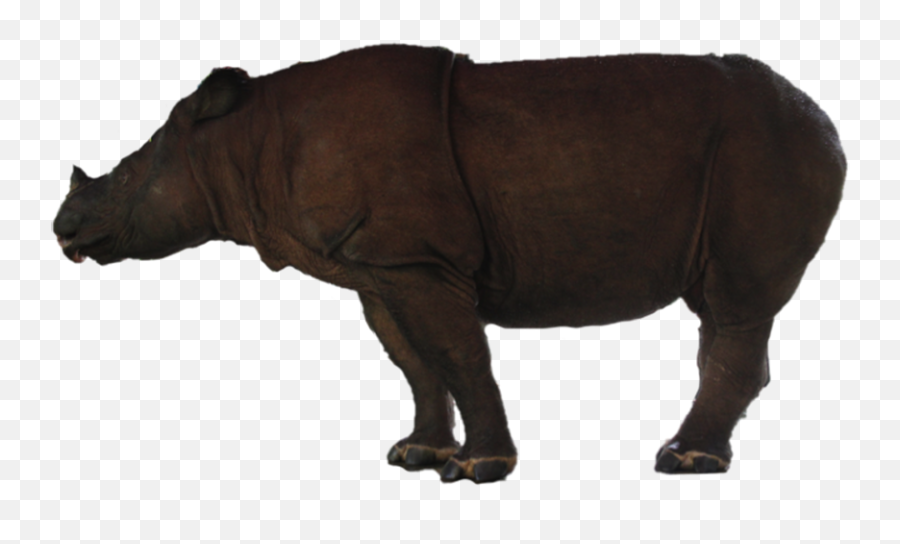 Rhino Free Png Image - Indian Rhinoceros,Rhino Png