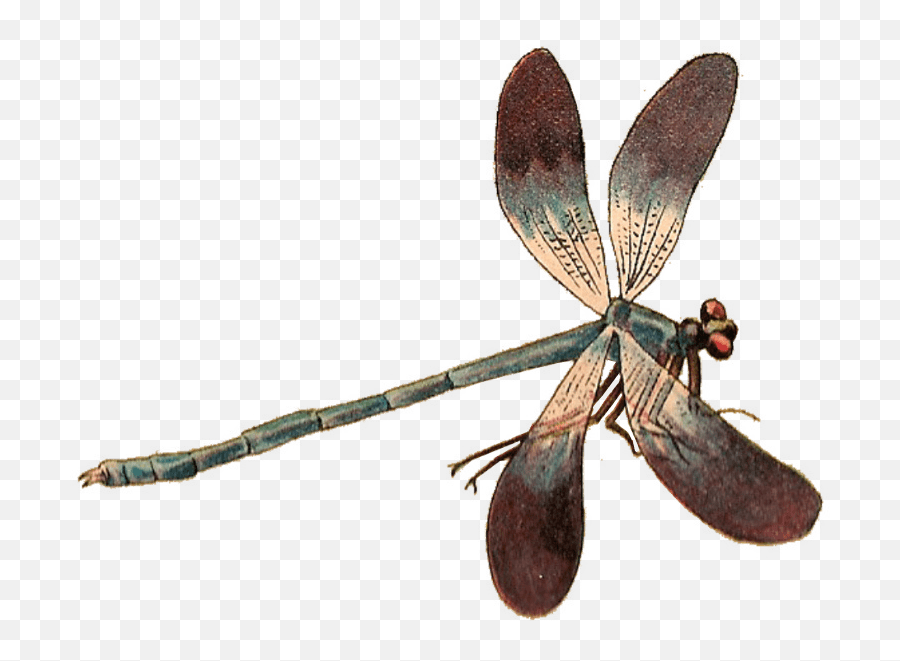 Single Dragonfly Transparent Png - Dragonflies Png,Dragonfly Png