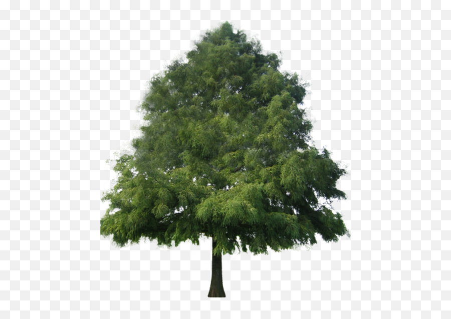 Tree - Bald Cypress Tree Transparent Png,Cypress Tree Png