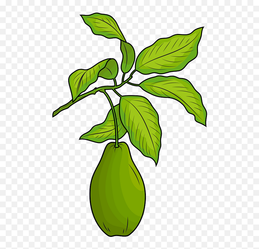 Avocado With Leaves Clipart Free Download Transparent Png - Avocado Leaves Icon,Avocado Transparent