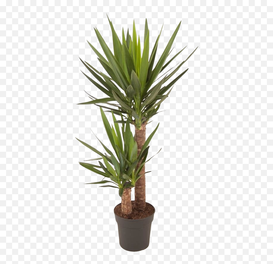 Yucca Elephantipes Branched Tough And - Dracaena Ricky Png,Yucca Png